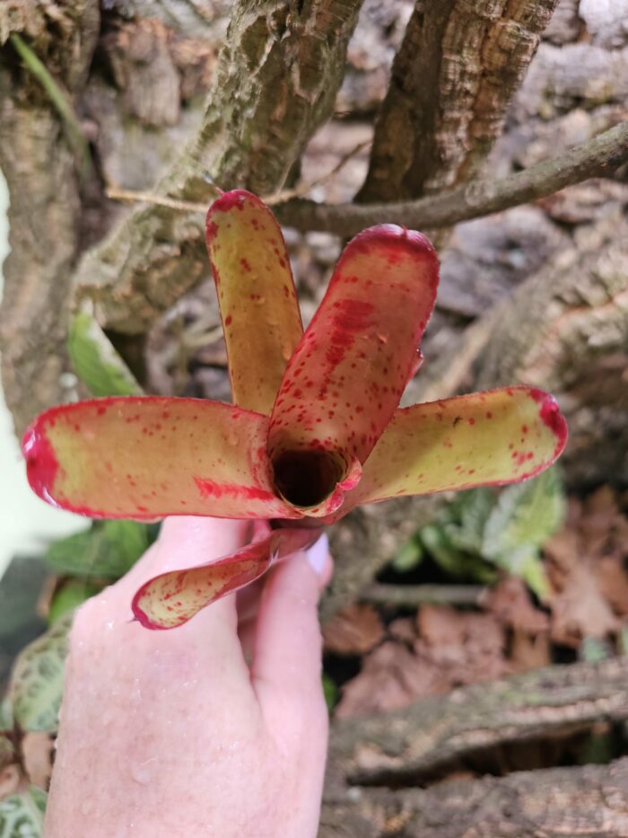 Neoregelia Glossy