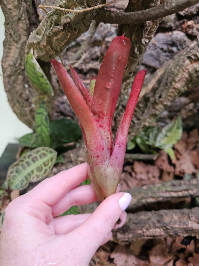 Neoregelia Glossy – Image 2