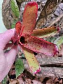 Neoregelia Glossy