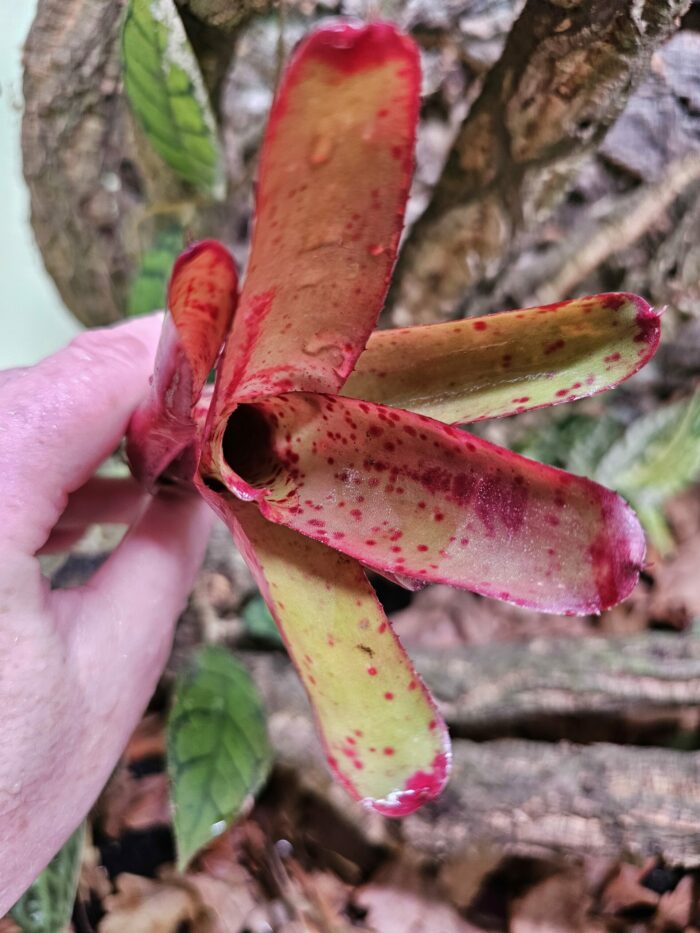 Neoregelia Glossy – Image 3