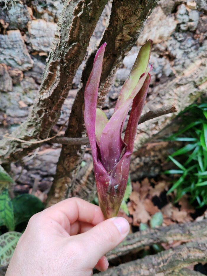 Neoregelia Olens x Marble Throat x Compact