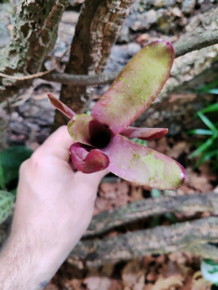 Neoregelia Olens x Marble Throat x Compact – Image 2