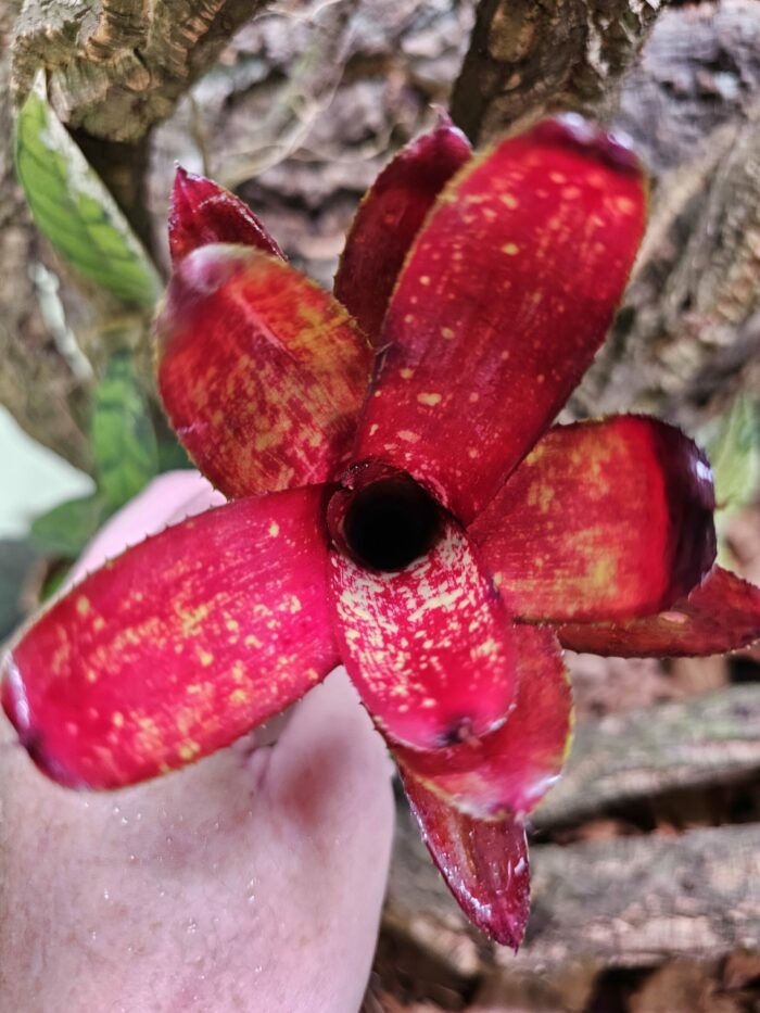 Neoregelia Mac gene – Image 3