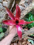 Neoregelia Red Angel