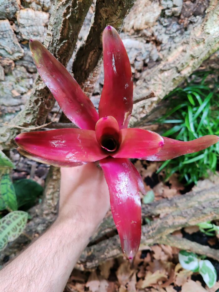 Neoregelia Red Angel