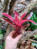 Neoregelia Red Angel