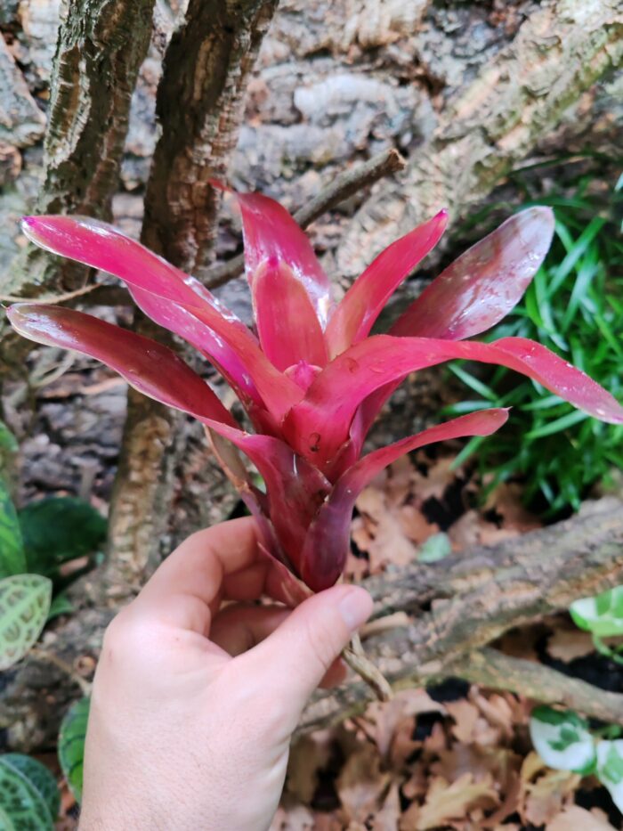 Neoregelia Red Angel – Image 2