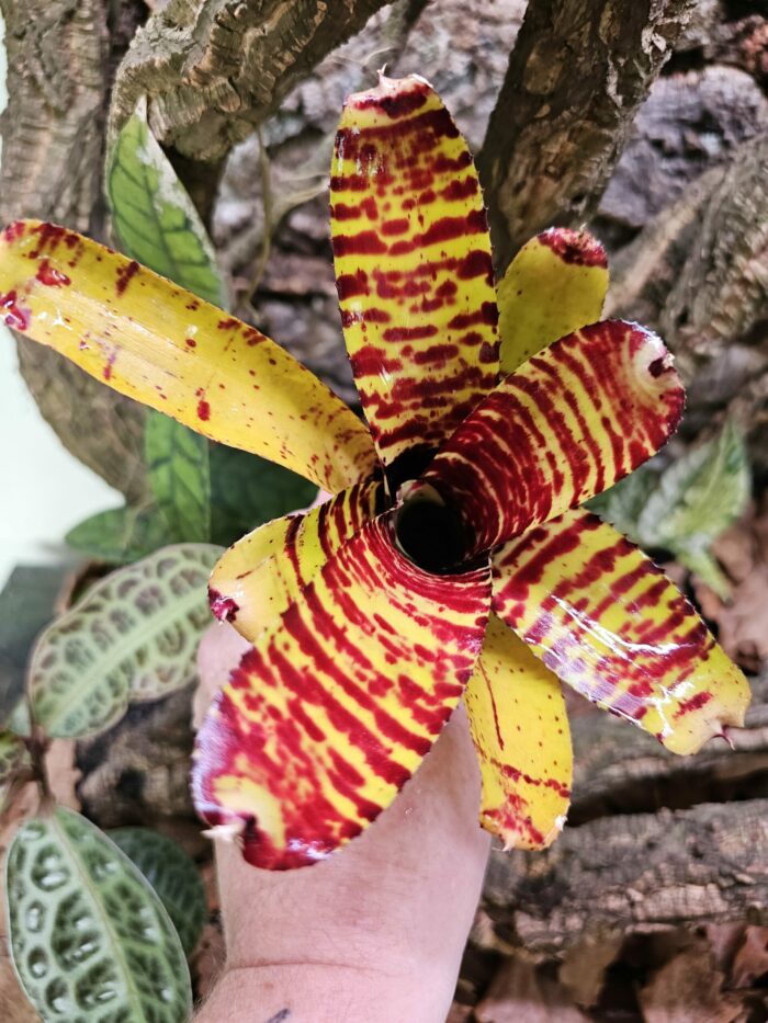 Neoregelia Buzz