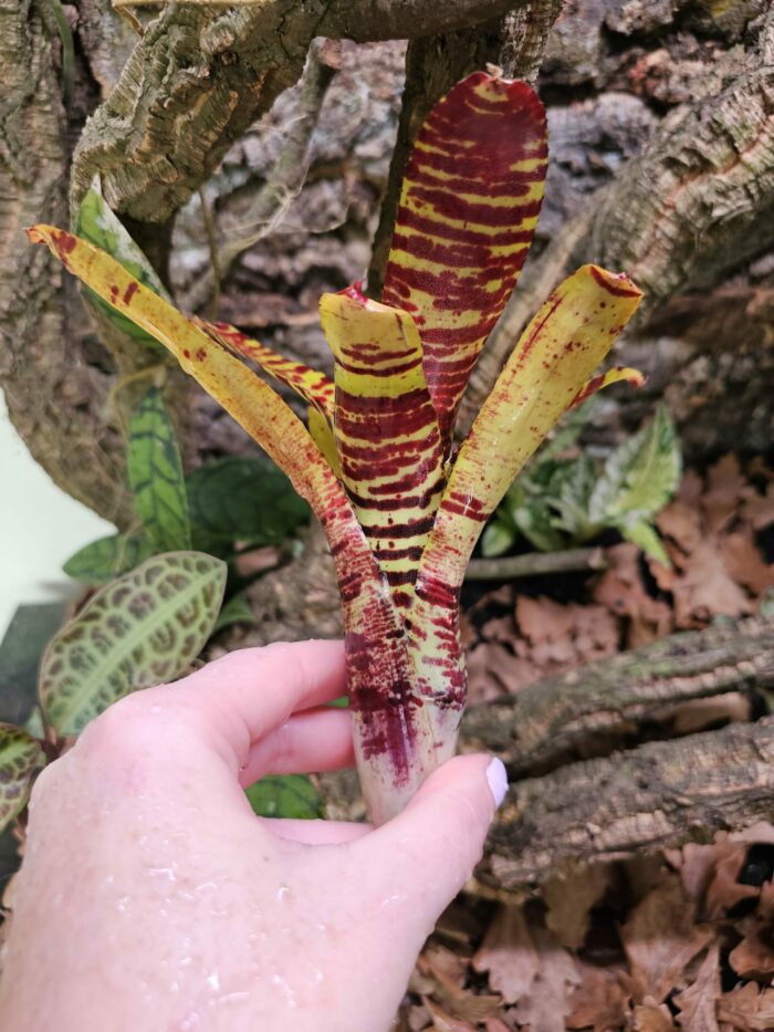 Neoregelia Buzz – Image 2
