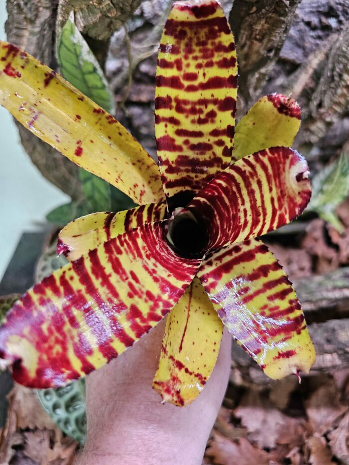 Neoregelia Buzz – Image 3