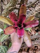 Neoregelia Kathleen