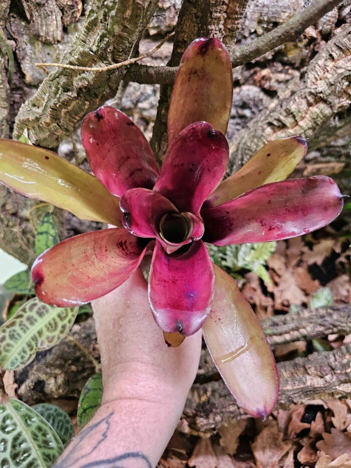 Neoregelia Kathleen