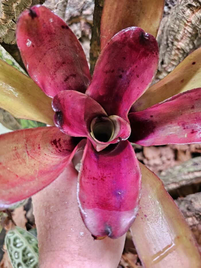 Neoregelia Kathleen – Image 2