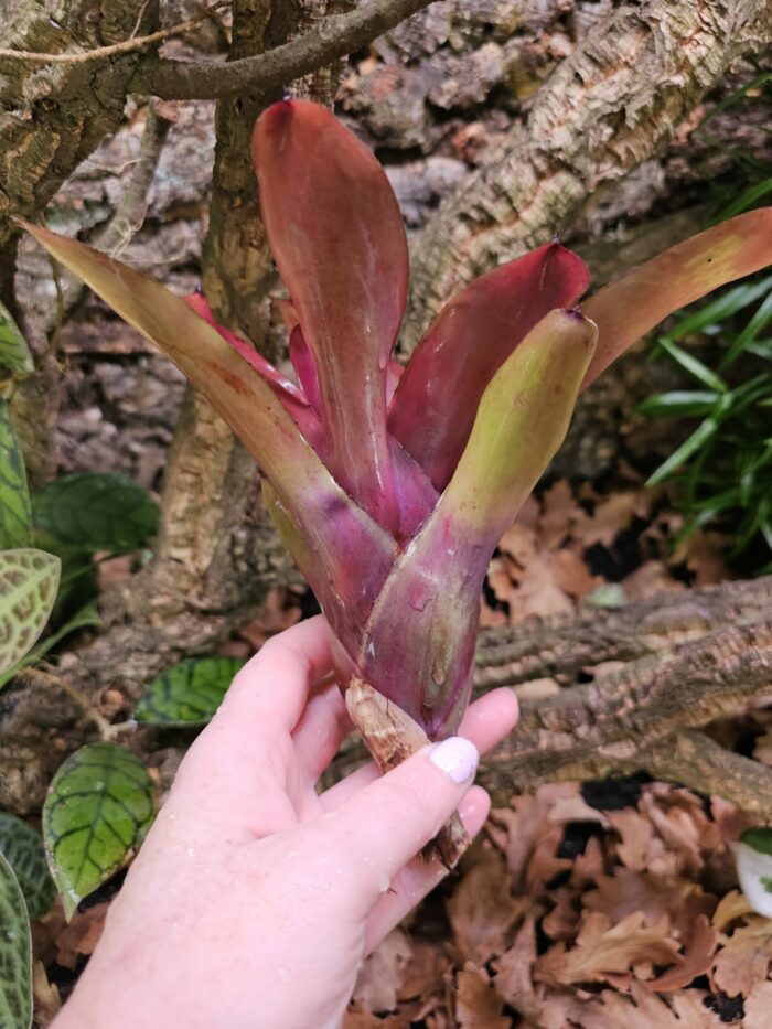 Neoregelia Kathleen – Image 3