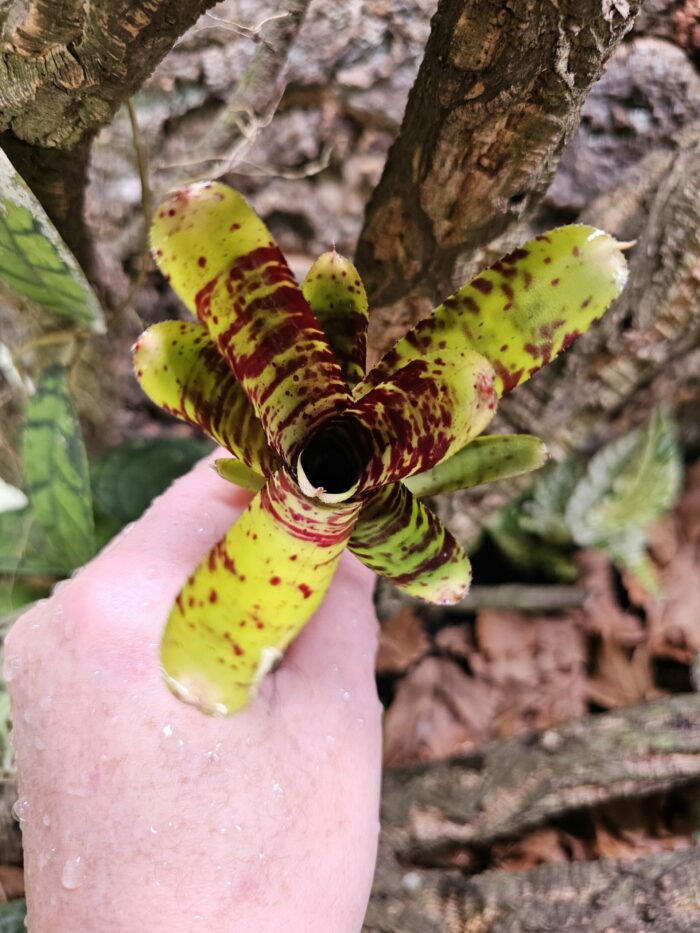 Neoregelia Small try