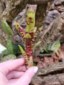Neoregelia Small try