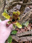 Neoregelia Small try