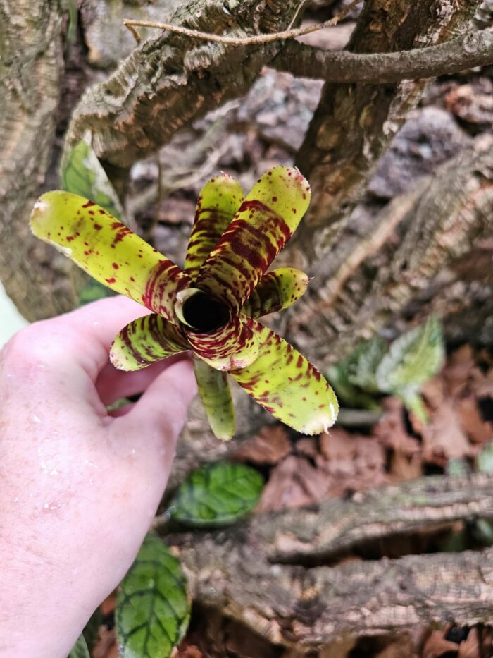 Neoregelia Small try – Image 3