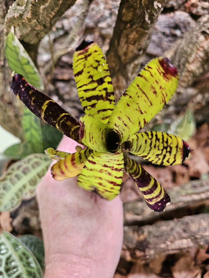 Neoregelia Spalawag