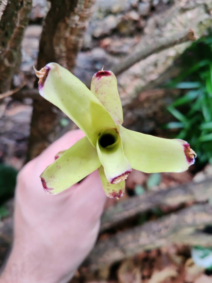Neoregelia Species Seidel – Image 2