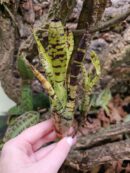 Neoregelia Spalawag