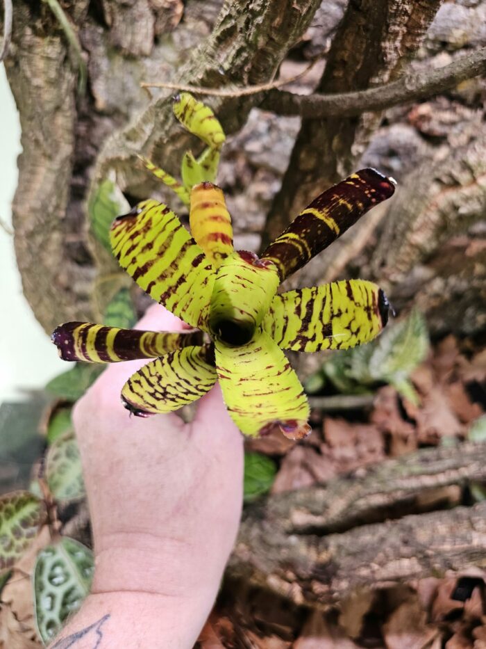 Neoregelia Spalawag – Image 3