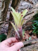 Neoregelia Species Seidel