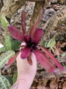 Neoregelia Violetta