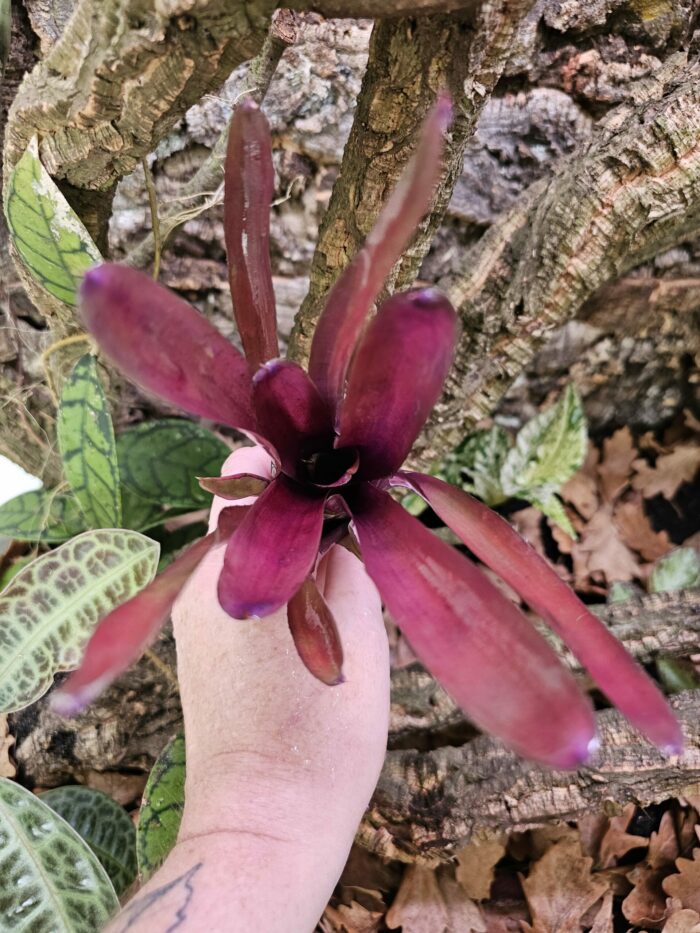 Neoregelia Violetta