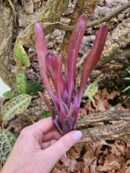 Neoregelia Violetta