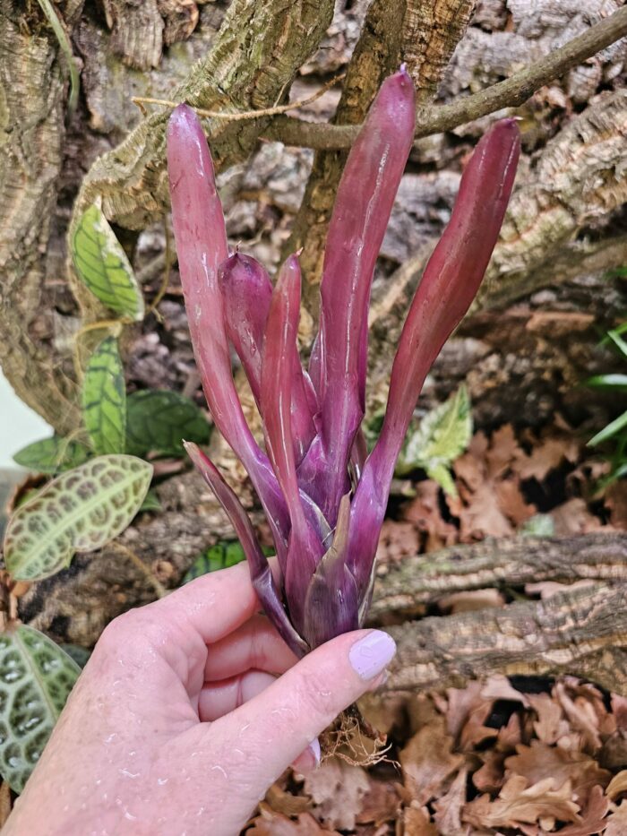 Neoregelia Violetta – Image 2