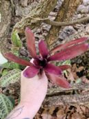 Neoregelia Violetta