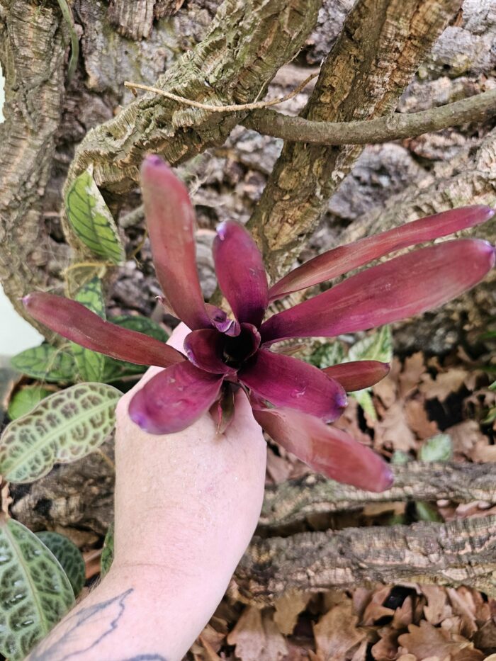 Neoregelia Violetta – Image 3