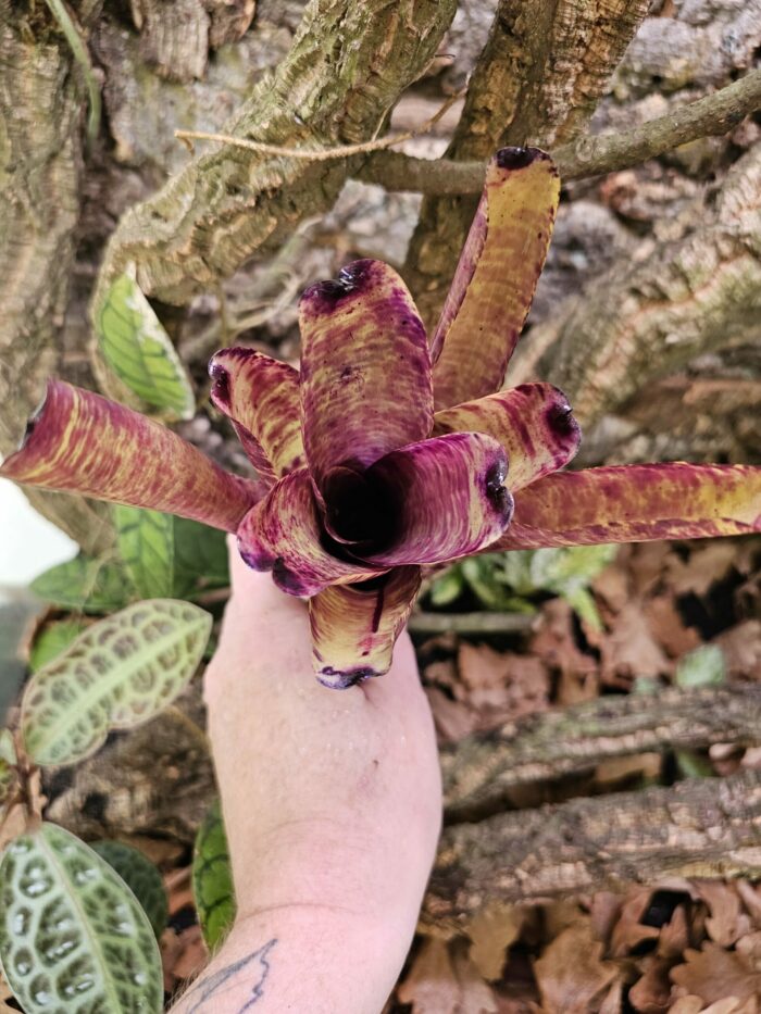 Neoregelia Muffin party – Image 3