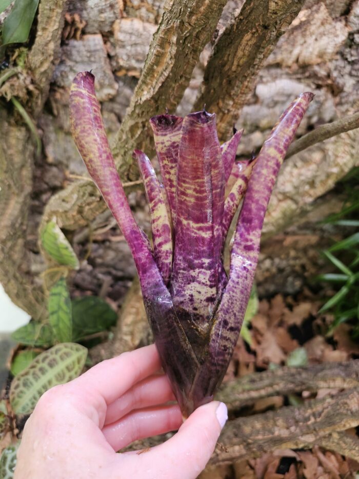 Neoregelia Muffin party – Image 2