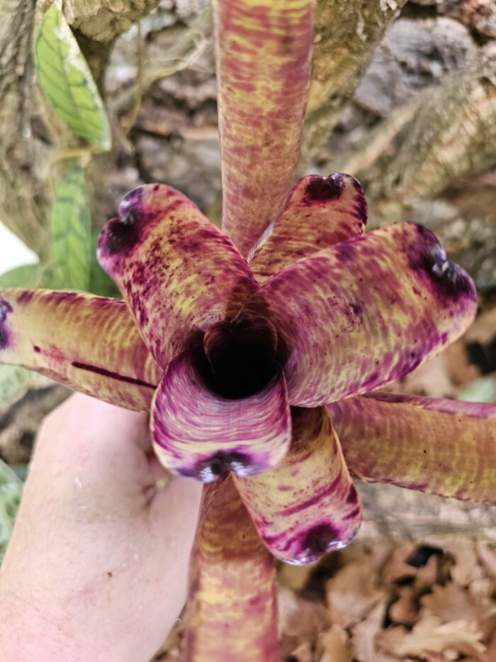 Neoregelia Muffin party