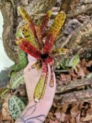 Neoregelia Trudy