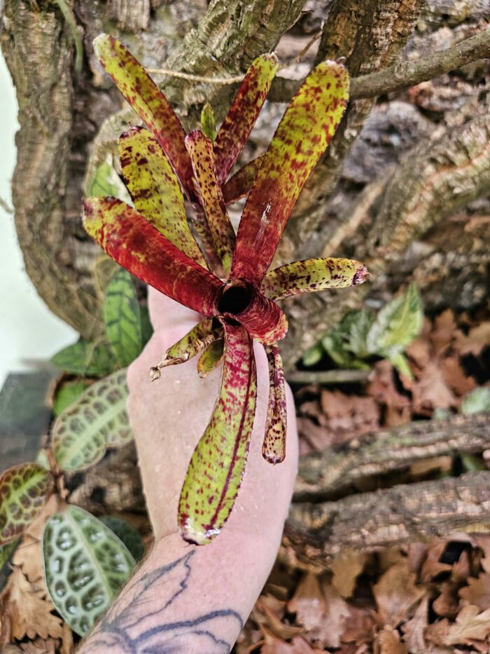 Neoregelia Trudy