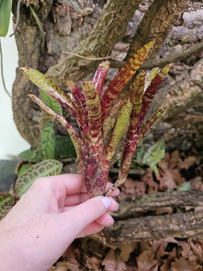 Neoregelia Trudy – Image 2
