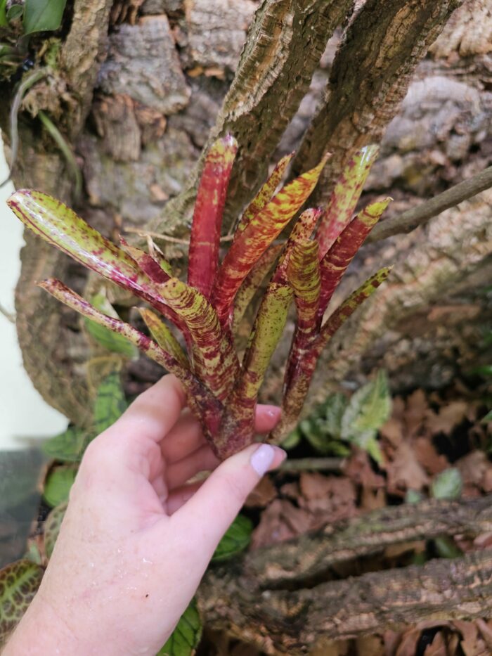 Neoregelia Trudy – Image 3