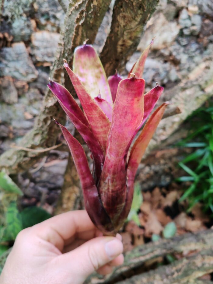 Neoregelia Marble Throat x Blushing Town