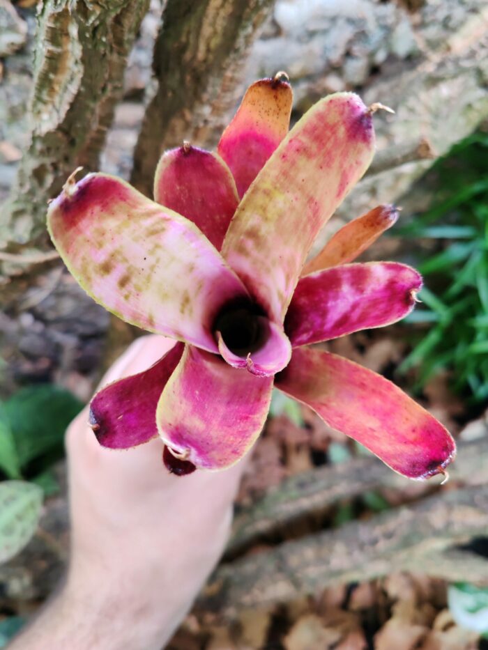 Neoregelia Marble Throat x Blushing Town – Image 2