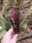 Neoregelia Black beauty
