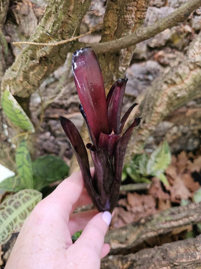 Neoregelia Black beauty