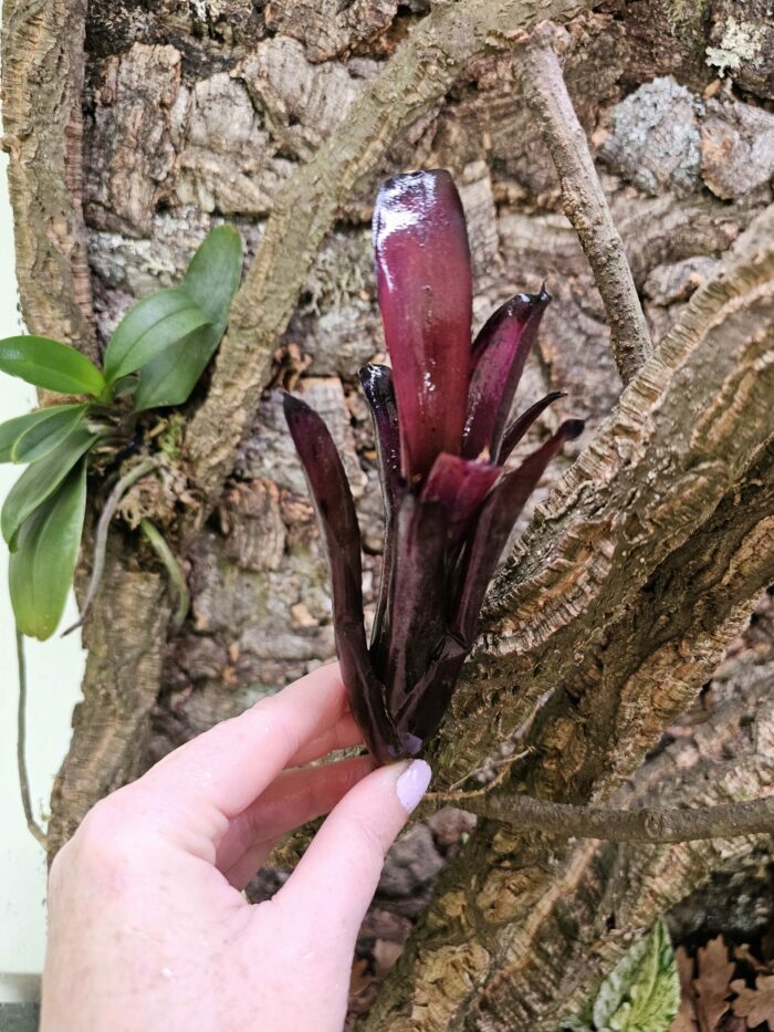 Neoregelia Black beauty – Image 2