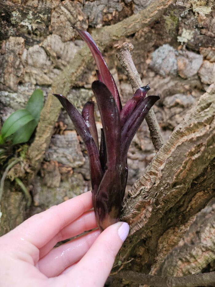 Neoregelia Black beauty – Image 3