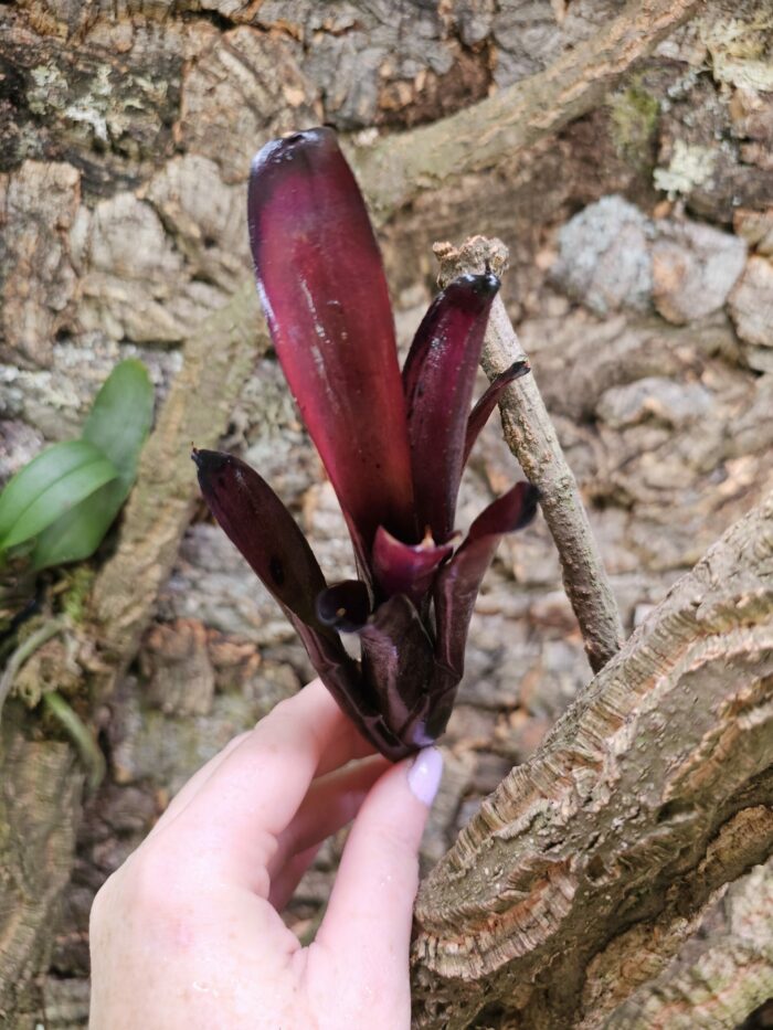 Neoregelia Black beauty – Image 4