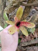 Neoregelia liliputeanea x crackers