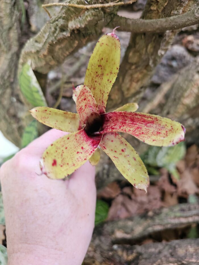 Neoregelia liliputeanea x crackers – Image 3