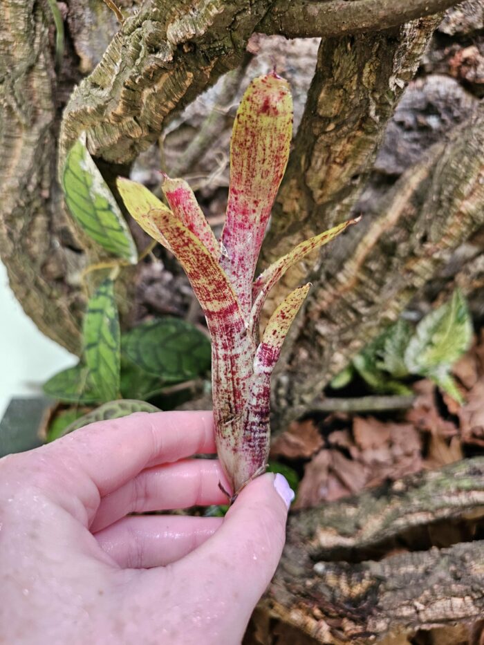 Neoregelia liliputeanea x crackers – Image 2